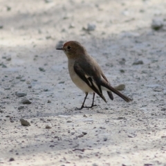 Petroica goodenovii at Balldale, NSW - 27 Jun 2017