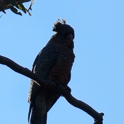 Callocephalon fimbriatum (Gang-gang Cockatoo) at Aranda, ACT - 16 Sep 2021 by jhotchin