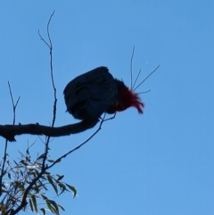 Callocephalon fimbriatum at Aranda, ACT - suppressed