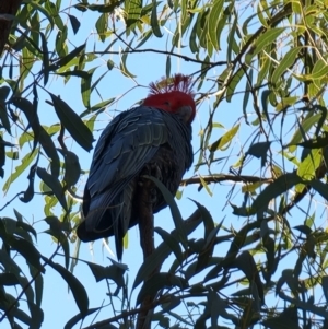 Callocephalon fimbriatum at Bruce, ACT - suppressed