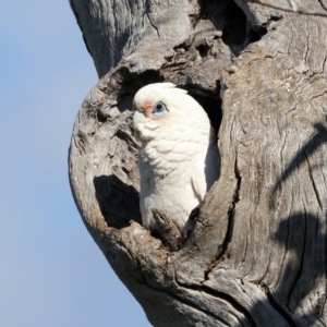 Cacatua sanguinea at Pialligo, ACT - 15 Sep 2021