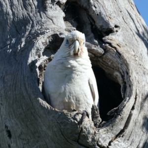 Cacatua sanguinea at Pialligo, ACT - 15 Sep 2021