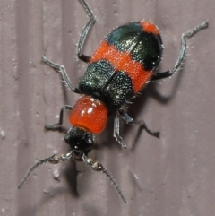 Dicranolaius bellulus (Red and Blue Pollen Beetle) at Evatt, ACT - 10 Sep 2021 by TimL