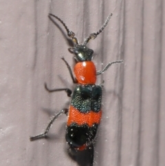 Dicranolaius bellulus at Evatt, ACT - 10 Sep 2021