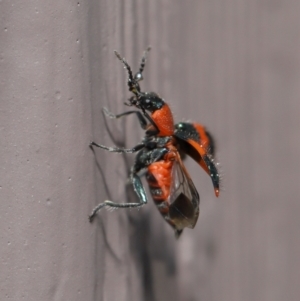 Dicranolaius bellulus at Evatt, ACT - 10 Sep 2021