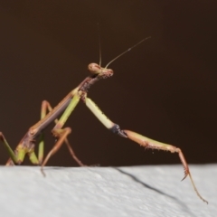 Tenodera australasiae (Purple-winged mantid) at Evatt, ACT - 9 Sep 2021 by TimL