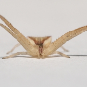 Sidymella trapezia at Evatt, ACT - 10 Sep 2021