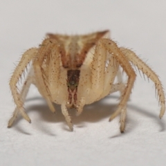 Sidymella trapezia at Evatt, ACT - 10 Sep 2021