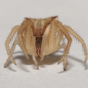 Sidymella trapezia at Evatt, ACT - 10 Sep 2021