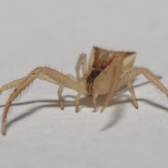 Sidymella trapezia at Evatt, ACT - 10 Sep 2021