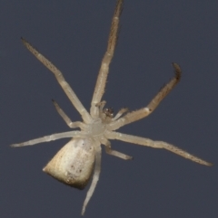 Sidymella trapezia at Evatt, ACT - 10 Sep 2021