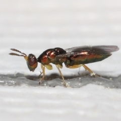 Pteromalidae (family) (Pteromalid wasp) at Evatt, ACT - 13 Sep 2021 by TimL