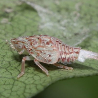 Siphanta acuta (Green planthopper, Torpedo bug) at Evatt, ACT - 13 Sep 2021 by TimL