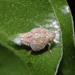 Siphanta acuta at Evatt, ACT - 13 Sep 2021