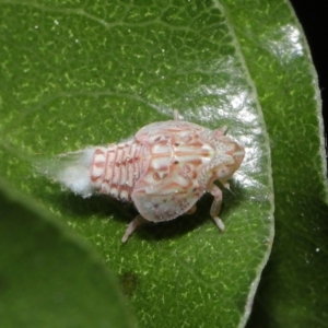 Siphanta acuta at Evatt, ACT - 13 Sep 2021