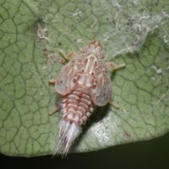 Siphanta acuta at Evatt, ACT - 13 Sep 2021