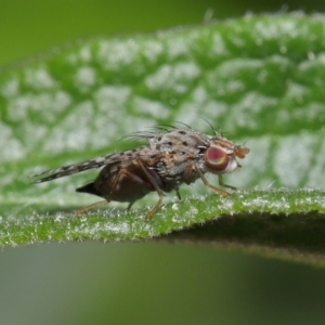 Austrotephritis sp. (genus) at Evatt, ACT - 13 Sep 2021