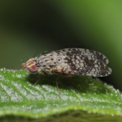 Austrotephritis sp. (genus) at Evatt, ACT - 13 Sep 2021