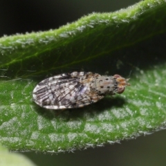 Austrotephritis sp. (genus) at Evatt, ACT - 13 Sep 2021