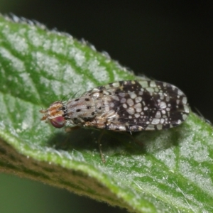 Austrotephritis sp. (genus) at Evatt, ACT - 13 Sep 2021 11:38 AM