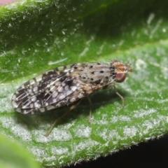 Austrotephritis sp. (genus) at Evatt, ACT - 13 Sep 2021