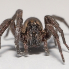 Venatrix sp. (genus) (Unidentified Venatrix wolf spider) at Evatt, ACT - 13 Sep 2021 by TimL