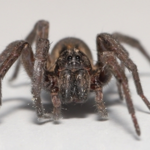 Venatrix sp. (genus) at Evatt, ACT - 13 Sep 2021