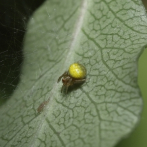 Araneus sp. (genus) at Evatt, ACT - 13 Sep 2021