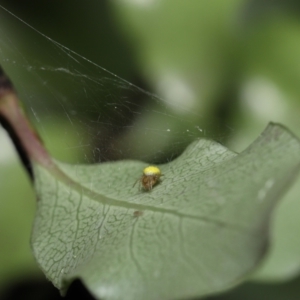 Araneus sp. (genus) at Evatt, ACT - 13 Sep 2021