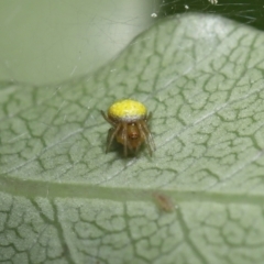 Araneus sp. (genus) at Evatt, ACT - 13 Sep 2021