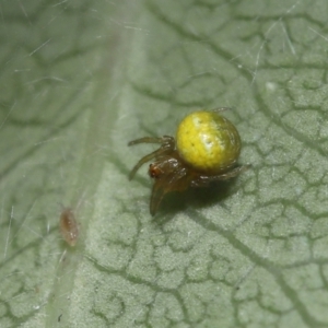 Araneus sp. (genus) at Evatt, ACT - 13 Sep 2021