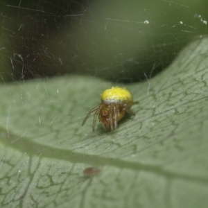 Araneus sp. (genus) at Evatt, ACT - 13 Sep 2021