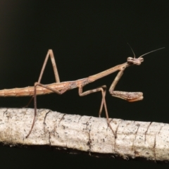 Unidentified Praying mantis (Mantodea) at Evatt, ACT - 13 Sep 2021 by TimL