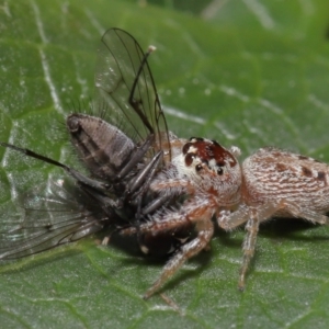 Opisthoncus grassator at Evatt, ACT - 14 Sep 2021