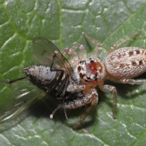 Opisthoncus grassator at Evatt, ACT - 14 Sep 2021