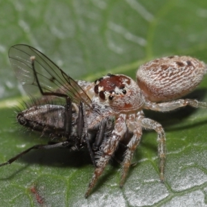 Opisthoncus grassator at Evatt, ACT - 14 Sep 2021