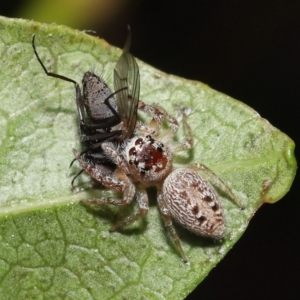 Opisthoncus grassator at Evatt, ACT - 14 Sep 2021