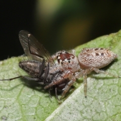 Opisthoncus grassator at Evatt, ACT - 14 Sep 2021 02:33 PM