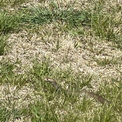 Pseudonaja textilis (Eastern Brown Snake) at Queanbeyan, NSW - 17 Sep 2021 by FeralGhostbat
