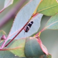 Eurymeloides pulchra (Gumtree hopper) at Castle Creek, VIC - 16 Sep 2021 by Kyliegw