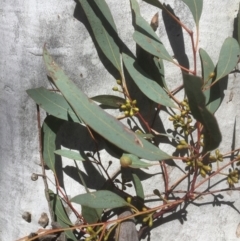 Eucalyptus mannifera (Brittle Gum) at Flea Bog Flat to Emu Creek Corridor - 17 Sep 2021 by JohnGiacon