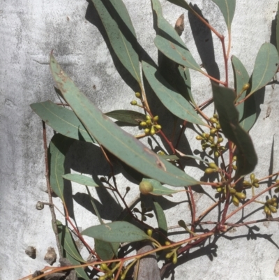 Eucalyptus mannifera (Brittle Gum) at Bruce, ACT - 17 Sep 2021 by JohnGiacon