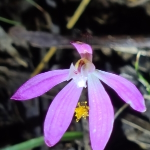 Caladenia fuscata at Downer, ACT - suppressed