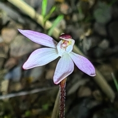 Caladenia fuscata at Downer, ACT - suppressed