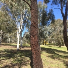 Eucalyptus sideroxylon (Mugga Ironbark) at Flea Bog Flat to Emu Creek Corridor - 17 Sep 2021 by JohnGiacon