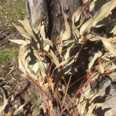 Eucalyptus blakelyi (Blakely's Red Gum) at Flea Bog Flat to Emu Creek Corridor - 17 Sep 2021 by jgiacon