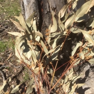 Eucalyptus blakelyi at Bruce, ACT - 17 Sep 2021 01:15 PM