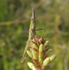 Keyacris scurra (Key's Matchstick Grasshopper) at Conder, ACT - 17 Sep 2021 by MichaelBedingfield