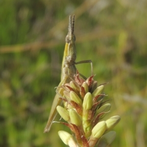 Keyacris scurra at Conder, ACT - 17 Sep 2021