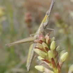 Keyacris scurra at Conder, ACT - 17 Sep 2021